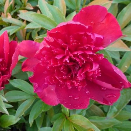 Paeonia 'Inspector Lavergne' - Pivoines