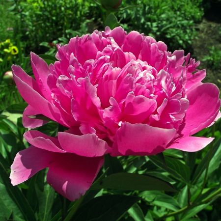 Paeonia 'Jadwiga' - Pivoines