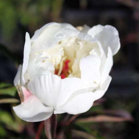 Paeonia 'Jan van Leeuwen' - Pivoines