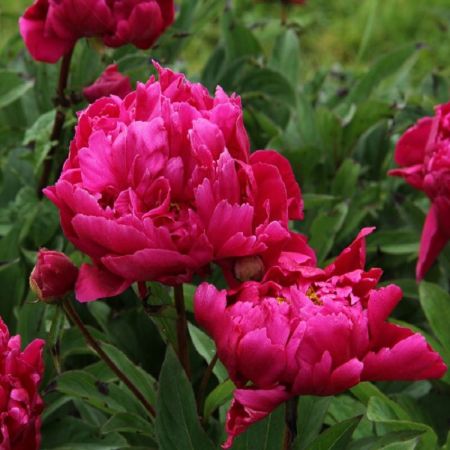 Paeonia 'Karl Rosenfield' - Pivoines