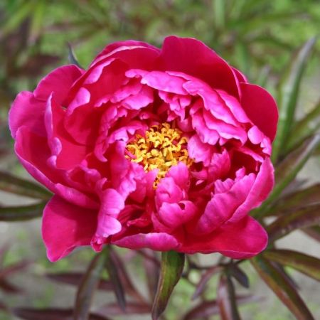Paeonia 'Louis Van Houtte - Pivoines
