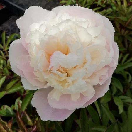 Paeonia 'Mme Calot' - Pivoines