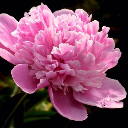 Paeonia 'Mme Emile Debatene' - Pivoines