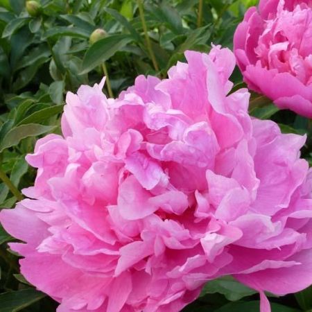 Paeonia 'Mr Jules Elie' - Pivoines