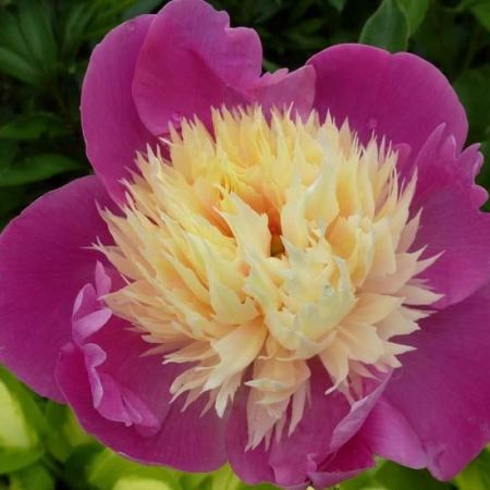 Paeonia 'Nymphe' - Pivoines