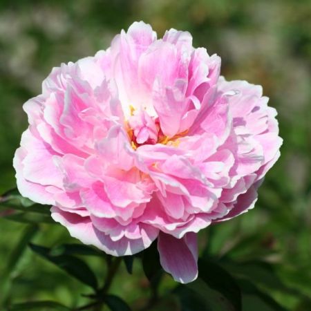Paeonia 'Sarah Bernhardt' - Pivoines