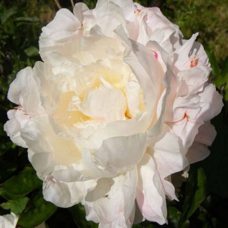 Paeonia 'Shirley Temple' - Pivoines