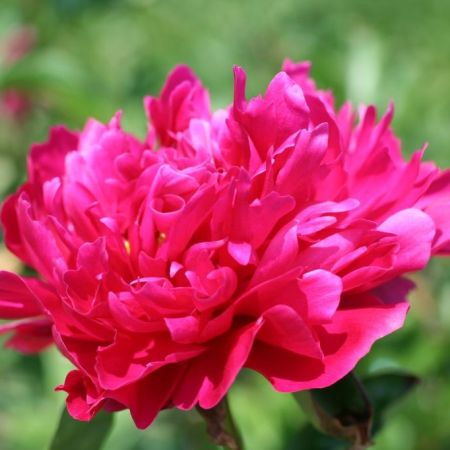 Paeonia 'Victoire de la Marne' - Pivoines