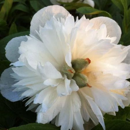 Paeonia officinales 'Alba Plena' - Pivoines