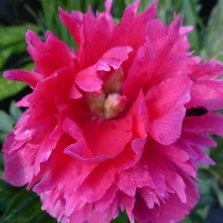 Paeonia officinales 'Rosea Plena' - Pivoines