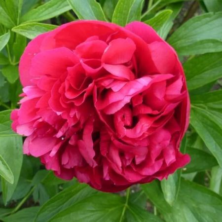 Paeonia officinales 'Rubra Plena' - Pivoines