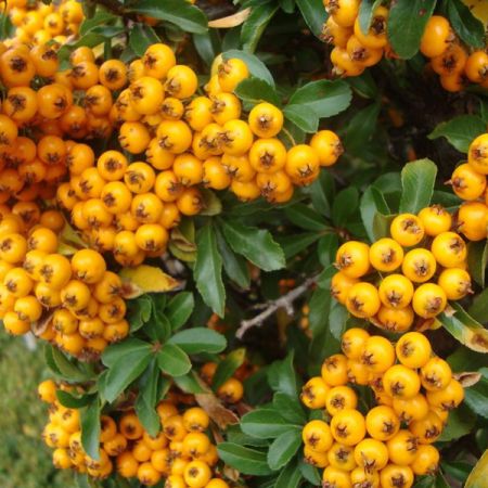 Pyracantha 'Teton' - Vuurdoorn 'Teton'