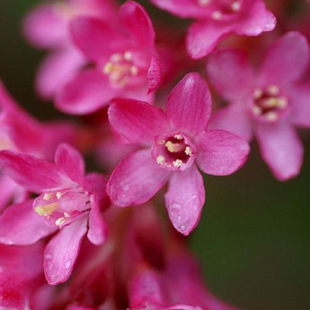Ribes sanguineum - Bloeiende kruisbes