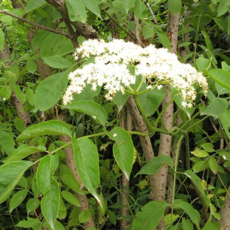 Sambucus nigra  - Gewone vlier