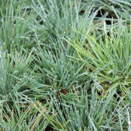 Koeleria glauca - Fakkelgras
