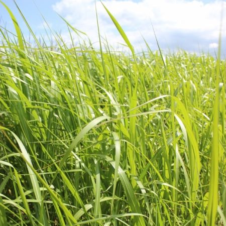 Miscanthus giganteus (= floridulus) - Prachtriet