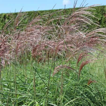 Miscanthus sinensis ‘Malepertus’ - Prachtriet ‘Malepertus’