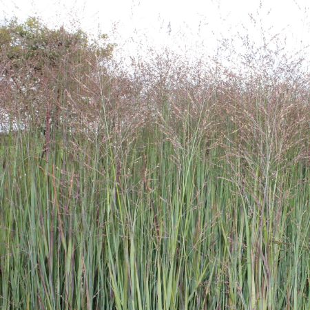Panicum virgatum ‘Heiliger Hain’ - Vingergras ‘Heiliger Hain’