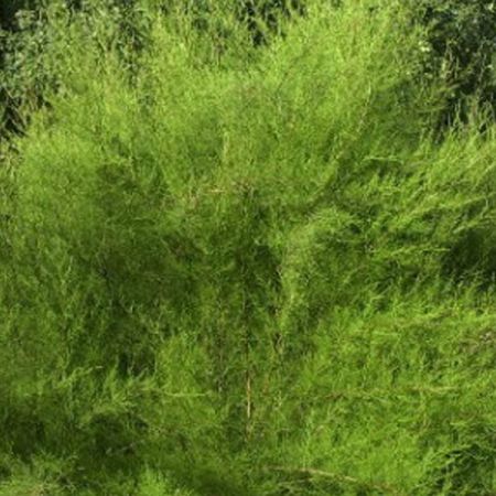 Tamarix tetrandra  - Tamarisk