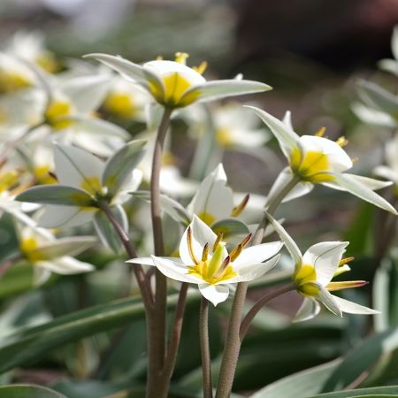 50 × Tulipa turkestanica