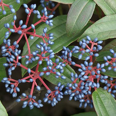 Viburnum davidii  - Viburnum davidii