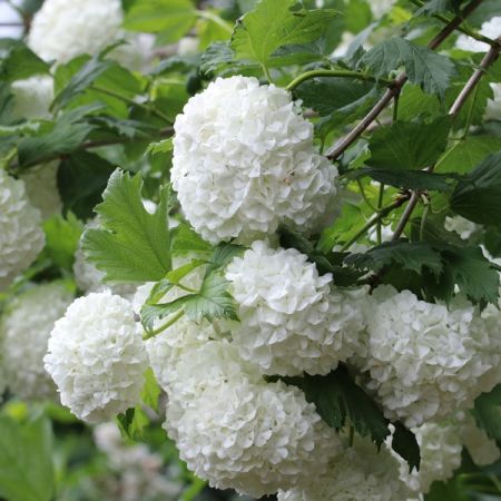 Viburnum opulus  - Gelderse roos