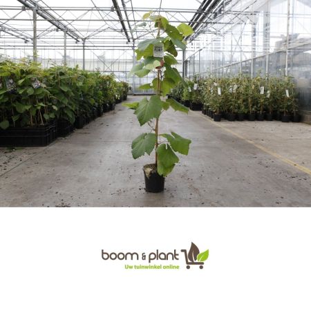 Vitis coignetiae - Japanse wijnstok / Sierwingerd