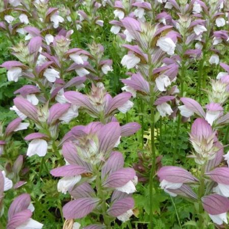 Acanthus hungaricus - Bereklauw