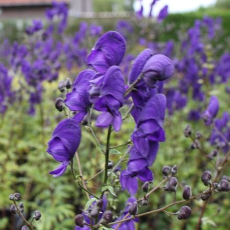 Aconitum henryi ‘Spark’s Variety’ - Monnikskap 'Spark’s Variety'