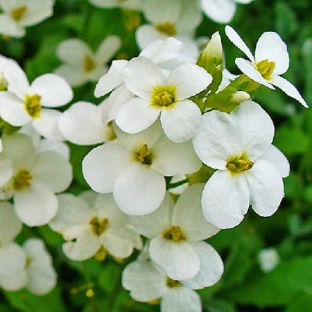 Arabis caucasica Bakkely’ - Rijstebrij 'Bakkely’