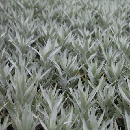 Artemisia ludoviciana  ‘Valerie Finnis’ - Bijvoet ‘Valerie Finnis’