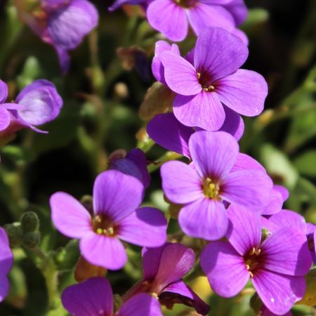Aubrieta ‘Hamburger Stadtpark’ - Randjesbloem 'Hamburger Stadtpark'
