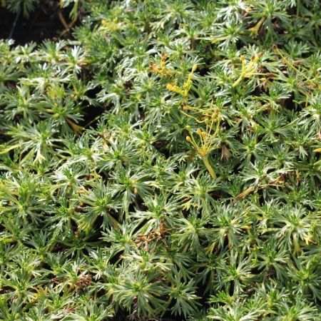 Azorella trifurcata - Azorella