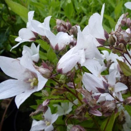 Campanula lactiflora ‘Alba’ - Celtisbladklokje 'Alba'