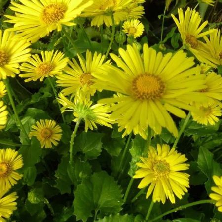 Doronicum orientale ‘Little Leo’ - Voorjaarszonnebloem ‘Little Leo’