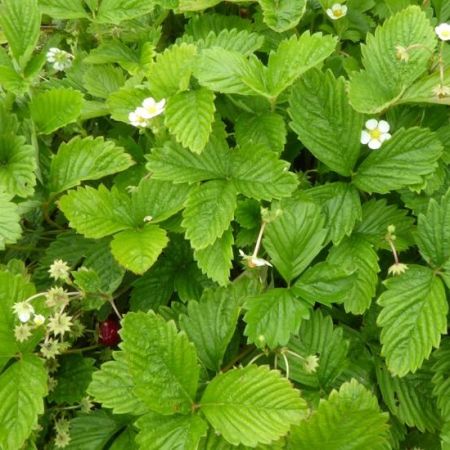 Fragaria vesca ‘Alexandria’ - Bosaardbei 'Alexandria'