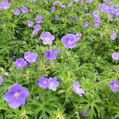 Geranium ‘Orion’ - Ooievaarsbek 'Orion'