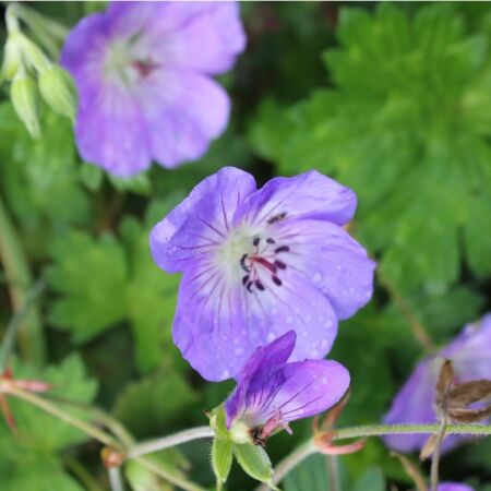 Geranium ‘Rozanne’® - Ooievaarsbek ‘Rozanne’