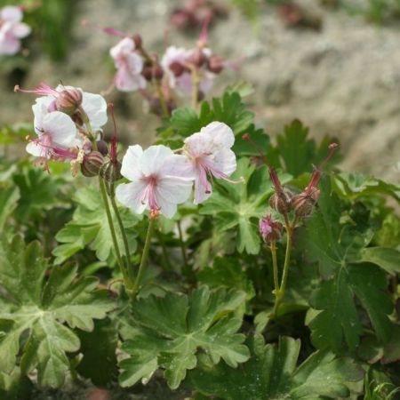 Geranium cantabrigiense ‘Biokovo’ - Ooievaarsbek ‘Biokovo’