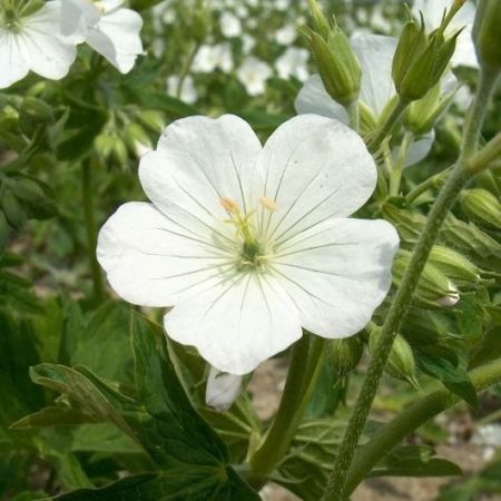 Geranium maculatum ‘Album’ - Ooievaarsbek 'Album'