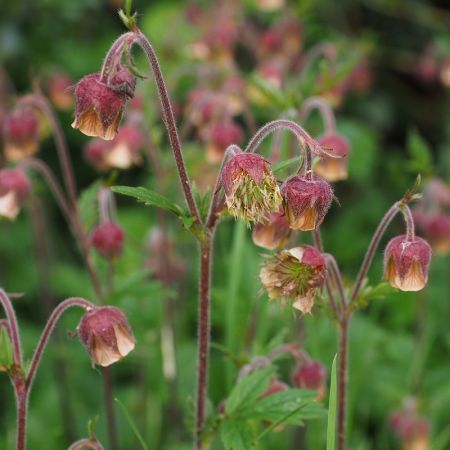 Geum rivale - Nagelkruid