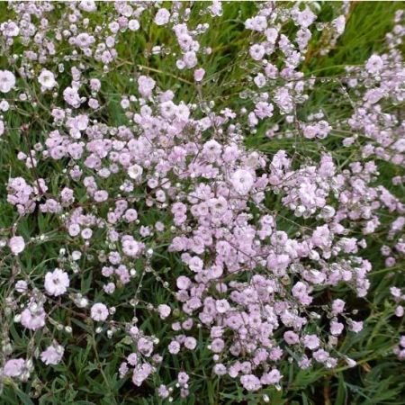 Gypsophila ‘Rosenschleier’ - Gipskruid