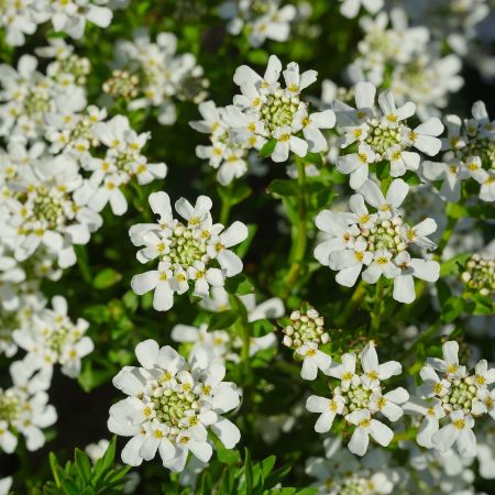Iberis sempervirens - Scheefkelk