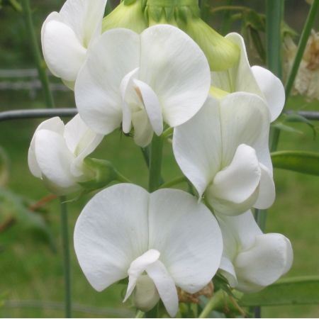 Lathyrus latifolius ‘White Pearl’ - Pronkerwt 'White Pearl'