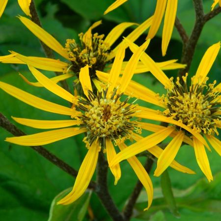 Ligularia dentata ‘Othello’ - Grijsaard 'Othello'