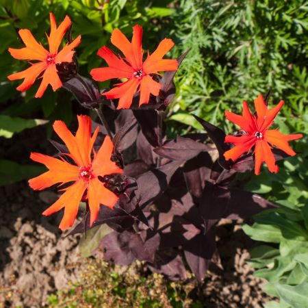 Lychnis arkwrightii ‘Vesuvius’ - Koekoeksbloem 'Vesuvius'