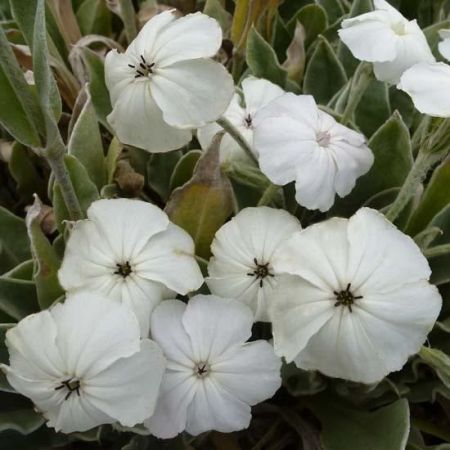 Lychnis coronaria ‘Alba’ - Prikneus 'Alba'