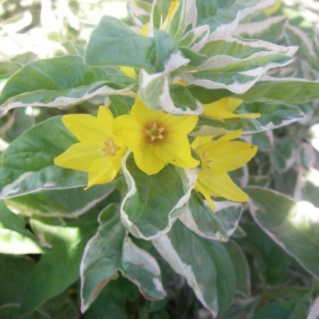 Lysimachia punctata ‘Alexander’ - Puntwederik 'Alexander'