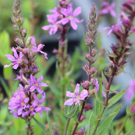 Lythrum salicaria - Kattestaart