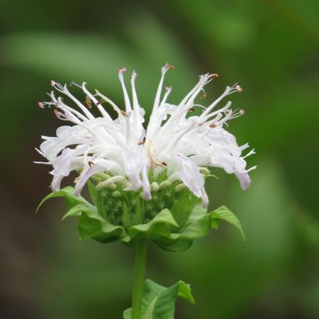 Monarda ‘Schneewittchen’ - Bergamotplant 'Schneewittchen'
